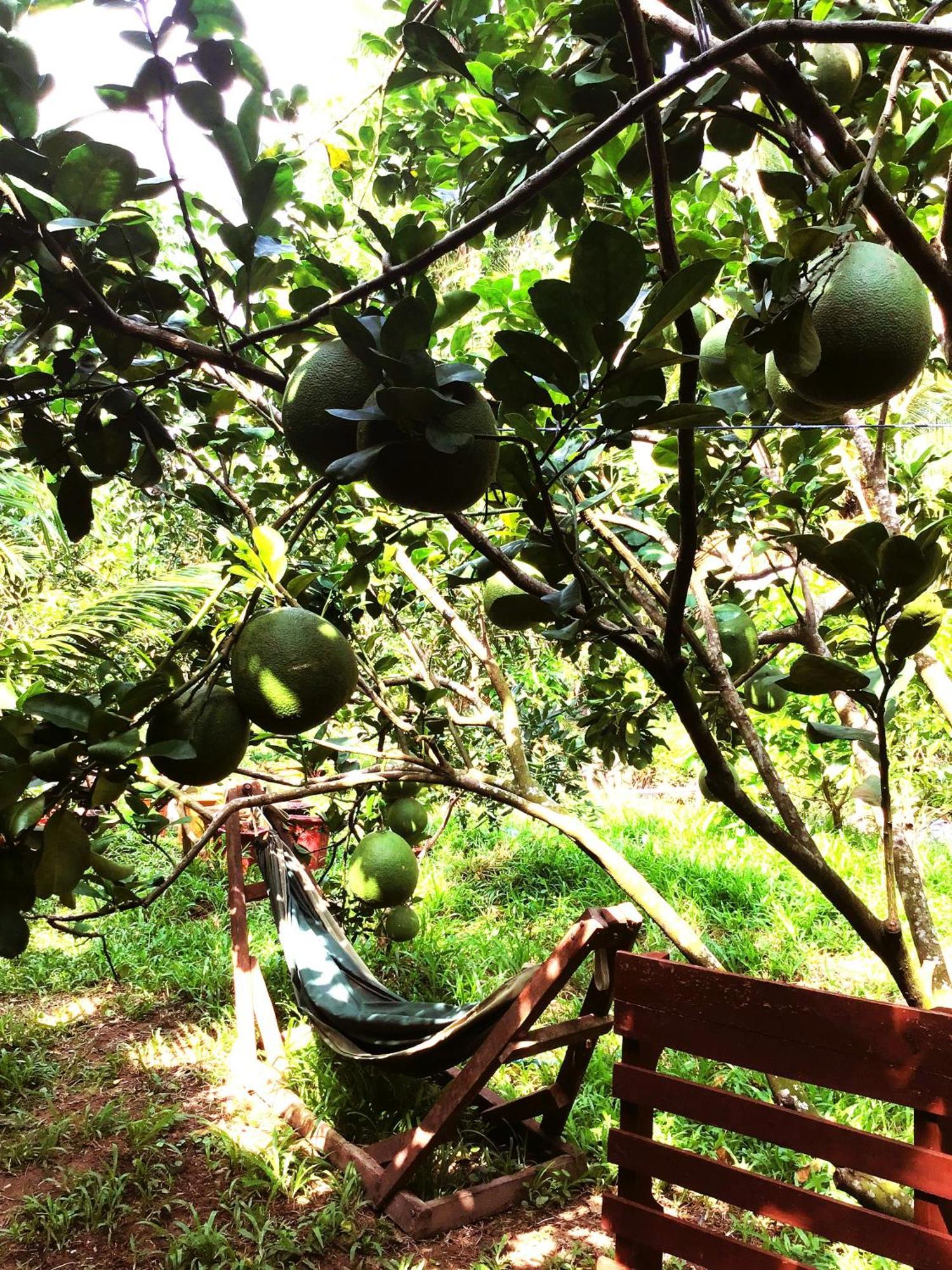 Ben Tre Farm Stay ภายนอก รูปภาพ